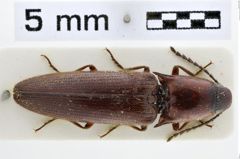 Foto (Dorsalansicht) von Melanotus mehli (Platia & Schimmel, 2001)